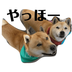 [LINEスタンプ] 我が家の北海道犬5