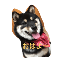 [LINEスタンプ] 黒柴小梅