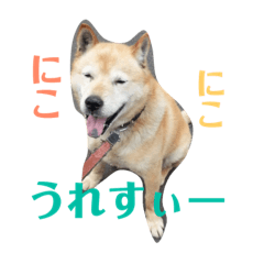 [LINEスタンプ] 我が家の北海道犬6