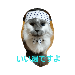 [LINEスタンプ] わがやの保護猫スタンプ