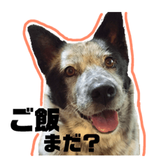 [LINEスタンプ] ぶっちー日常スタンプ