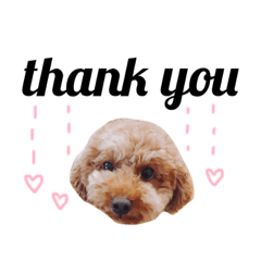 [LINEスタンプ] トイプードルのきなこ