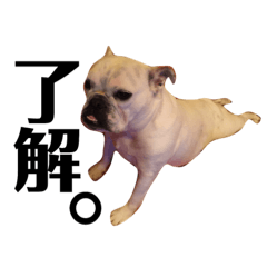[LINEスタンプ] ベルのベー