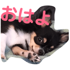 [LINEスタンプ] チワワの華さん 