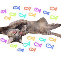 [LINEスタンプ] サビ猫ぽんちゃんのスタンプ