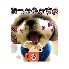 [LINEスタンプ] シーズーのこももちゃん 