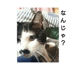 [LINEスタンプ] コミュ症ねこ・おしゃまんべ