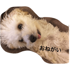 [LINEスタンプ] ぽんちゃんが行く 