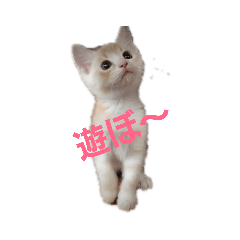 [LINEスタンプ] 日常会話daily