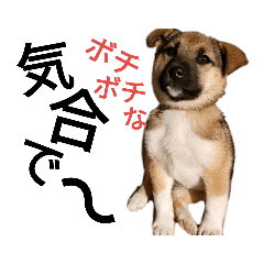 [LINEスタンプ] リイ1☆挨拶する子犬
