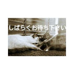 [LINEスタンプ] カッツェにしやがれ 