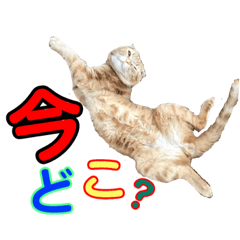 [LINEスタンプ] にゃんこ2＆わんこ2 fetchpriority=high