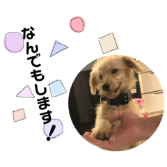 [LINEスタンプ] ピケさん 