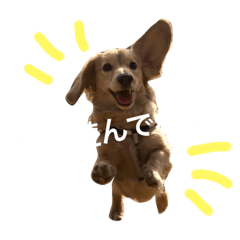 [LINEスタンプ] トコとシャネルとその子犬たちスタンプ 