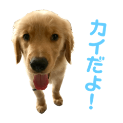 [LINEスタンプ] カイ〜日常〜Ver.1.0 