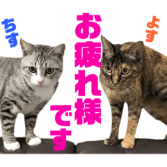 こむぎ＆しずく3 お仕事ver.