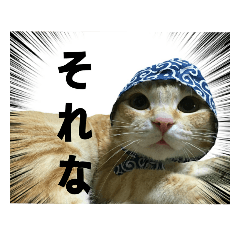 [LINEスタンプ] 茶トラのモナカの日常スタンプ♡ 