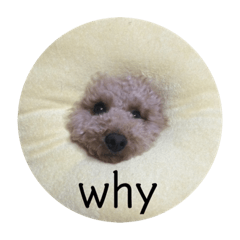 [LINEスタンプ] まるさんのいちにち