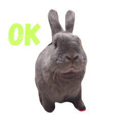 [LINEスタンプ] うさぎの可愛いスタンプ 