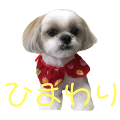 [LINEスタンプ] わがやのひまわり 