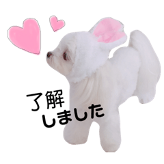 [LINEスタンプ] マルチーズ  MERIA♡ 
