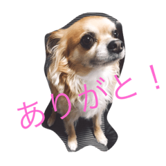 [LINEスタンプ] モカちゃん♡ 