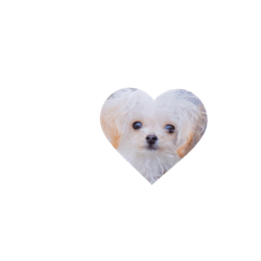 [LINEスタンプ] もふもふトイプードル♡ fetchpriority=high