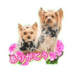 [LINEスタンプ] かわいい挨拶スタンプ〜ロコ＆マアシャ〜
