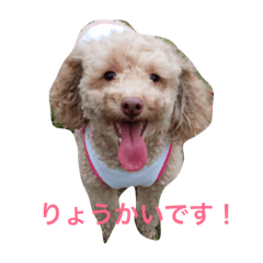 [LINEスタンプ] ほのぼのくーちゃん 