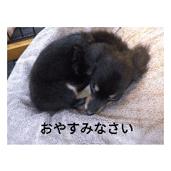 [LINEスタンプ] 心愛とショコラそして仲間達 