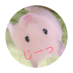 [LINEスタンプ] ココとチビ1 