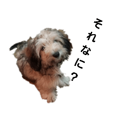 [LINEスタンプ] わが家の愛犬たち