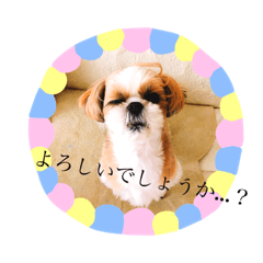 [LINEスタンプ] シーズーのいちこ先輩