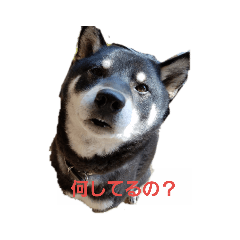 [LINEスタンプ] kurosiba kai 