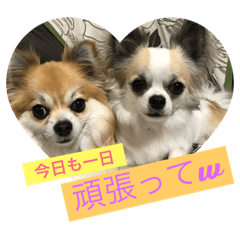 [LINEスタンプ] チワワ のみき❤️ゆき仲良し言葉①