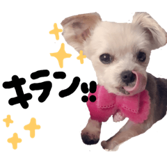 [LINEスタンプ] マル吉さん 