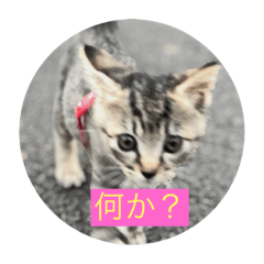 [LINEスタンプ] 子ねこのスタンプ 