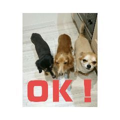 [LINEスタンプ] 仲良し犬3兄弟