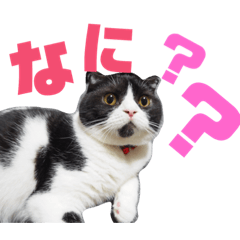 [LINEスタンプ] 我が家のねこーズ 