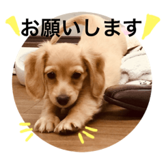 [LINEスタンプ] カニヘンくりりん fetchpriority=high