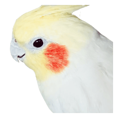 [LINEスタンプ] オカメインコのふくちゃん 