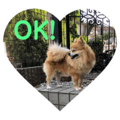 [LINEスタンプ] ポメチワミックス犬スタンプ 
