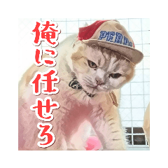 [LINEスタンプ] みんなのにゃんこ