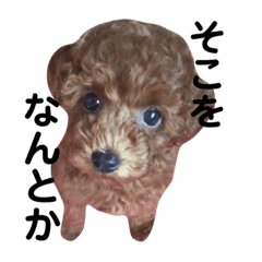 [LINEスタンプ] りんちゃん vol.1