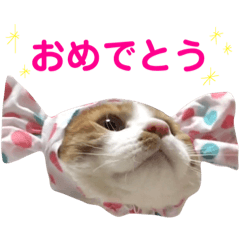 [LINEスタンプ] 我が家の猫、ぽんち隊長！！