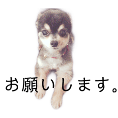 [LINEスタンプ] チワワの日常。 