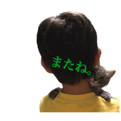 [LINEスタンプ] ねこ、いっぱい 