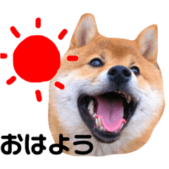 [LINEスタンプ] 柴犬レオくん No.1 