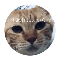 [LINEスタンプ] 猫づくし。