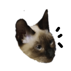[LINEスタンプ] シャム系のクルミちゃん